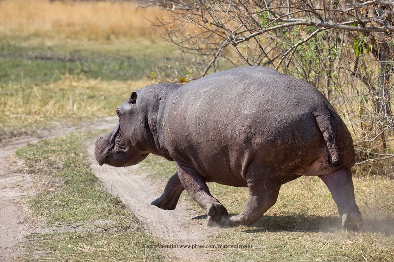 Hippo - Hippopotamus amphibius