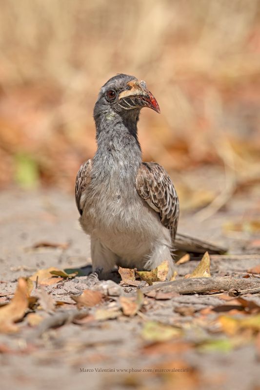 African grey Hornbill - Tockus nasutus