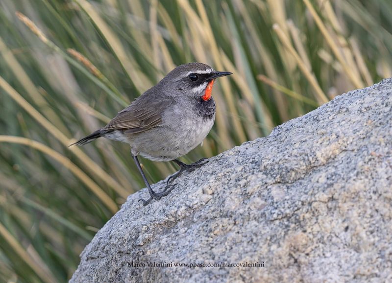 Chinese Rubythroat - Calliope tschebaiewi