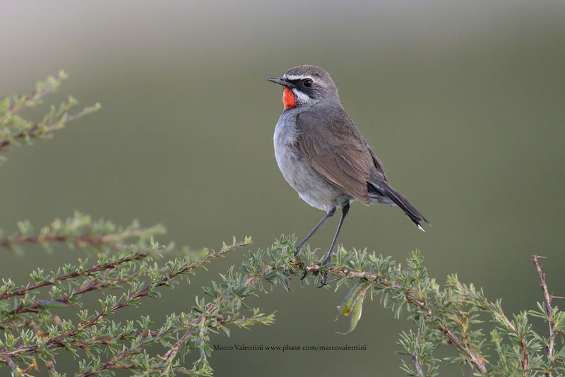 Chinese Rubythroat - Calliope tschebaiewi