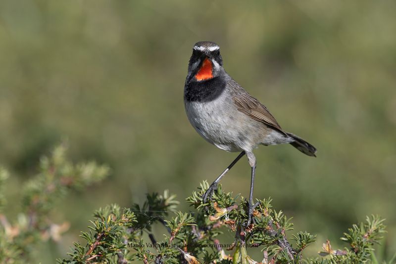 Chinese Rubythroat - Calliope tschebaiewi