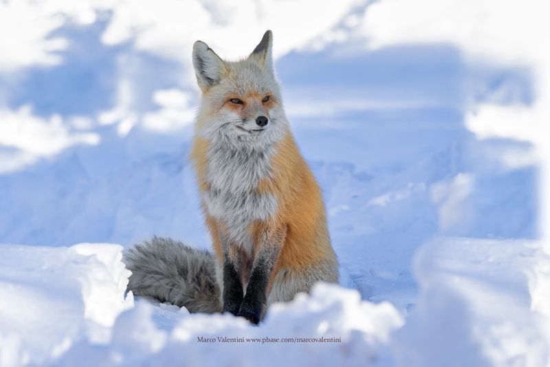 Red fox - Vulpes vulpes