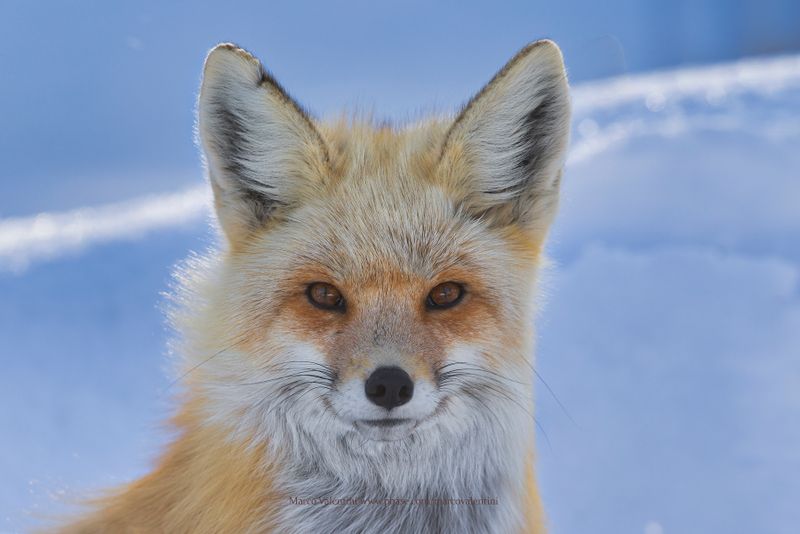 Red fox - Vulpes vulpes