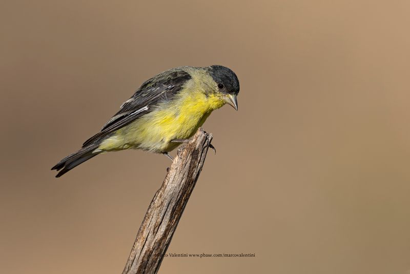 Lesser goldfinch - Spinus psaltria