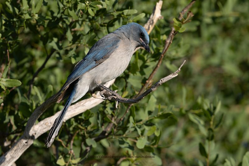Mexican Jay - Aphelocoma wollweberi