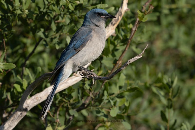 Mexican Jay - Aphelocoma wollweberi
