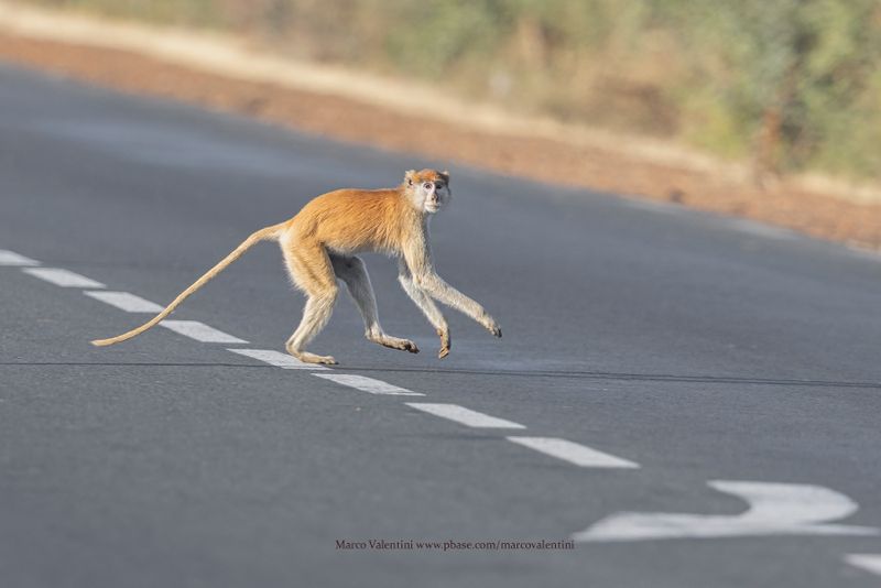 Patas Monkey - Erythrocebus patas