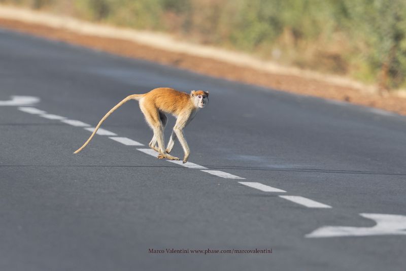 Patas Monkey - Erythrocebus patas