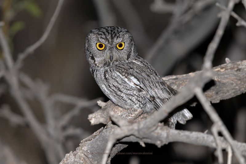 Western Screech-Owl - Megascops kennicottii
