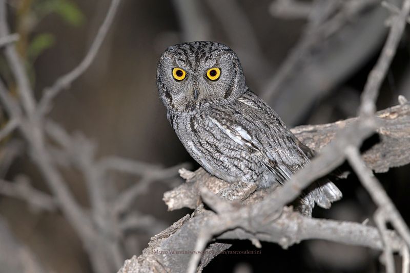Western Screech-Owl - Megascops kennicottii