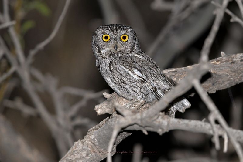 Western Screech-Owl - Megascops kennicottii