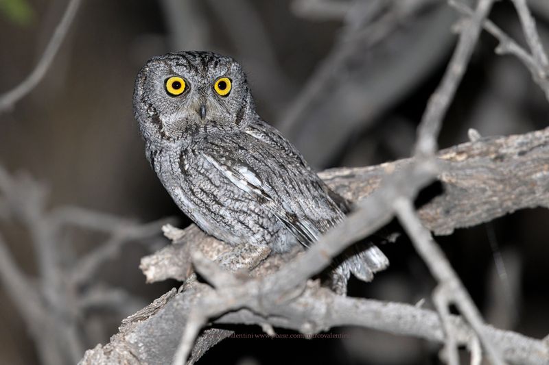 Western Screech-Owl - Megascops kennicottii