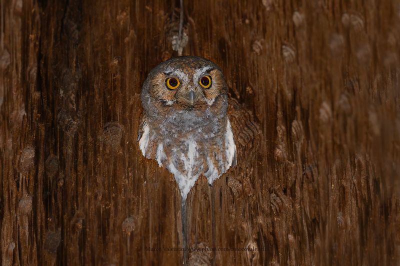 Elf Owl - Micrathene whitneyi