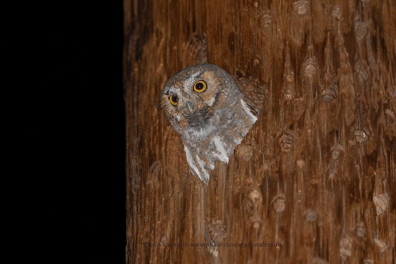 Elf Owl - Micrathene whitneyi