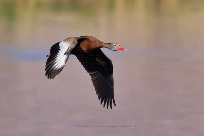 Black-bellied Whistling duck - Dendrocygna autumnalis