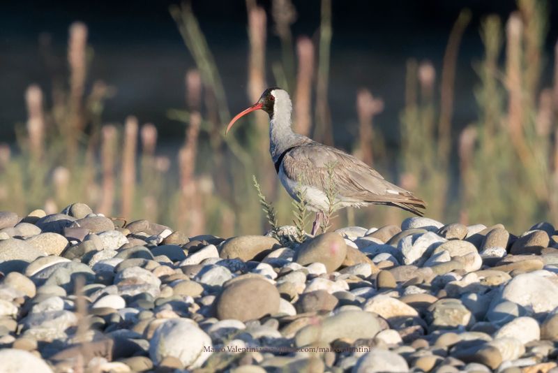 Ibisbill - Ibidorhyncha struthersii