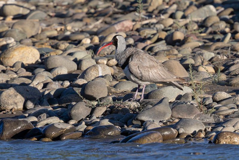 Ibisbill - Ibidorhyncha struthersii