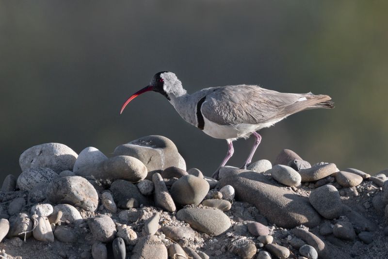 Ibisbill - Ibidorhyncha struthersii