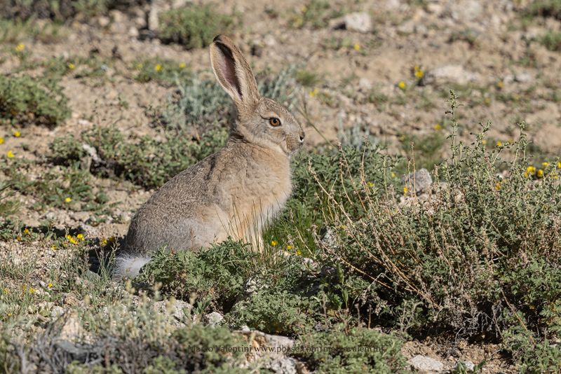 Wholly Hare - Lepus oiostolus