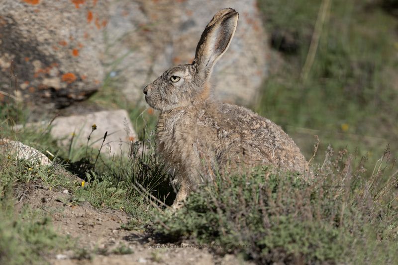 Wholly Hare - Lepus oiostolus