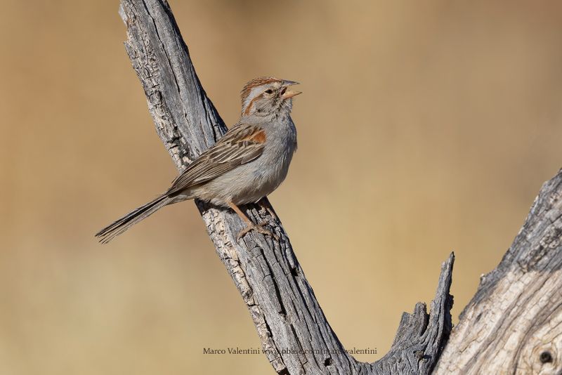 Rufous-winged Sparrow - Peucaea carpalis