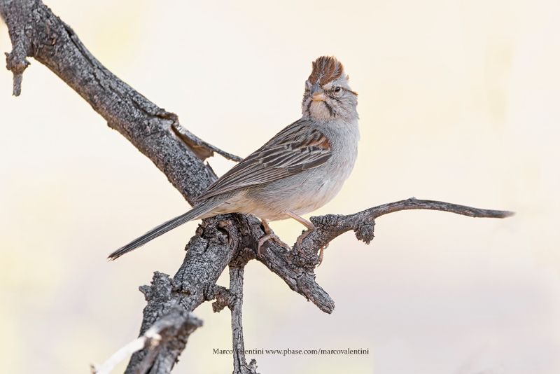 Rufous-winged Sparrow - Peucaea carpalis