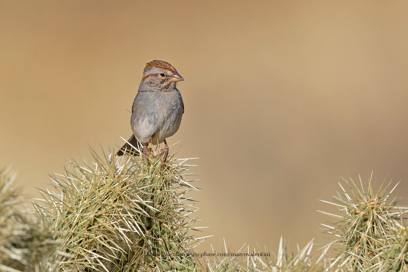 Rufous-winged Sparrow - Peucaea carpalis