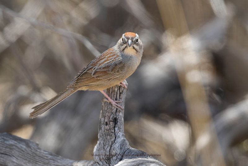 Rufous-crowned Sparrow - Aimophila ruficeps