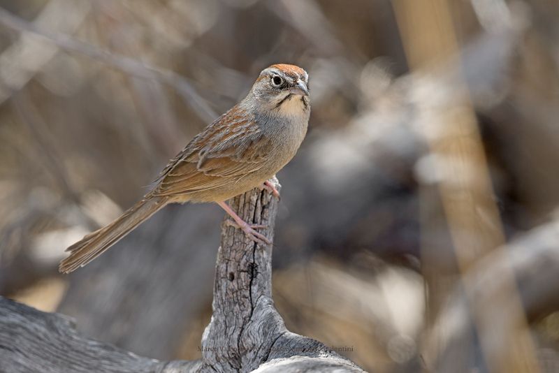 Rufous-crowned Sparrow - Aimophila ruficeps
