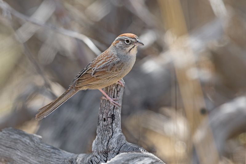Rufous-crowned Sparrow - Aimophila ruficeps
