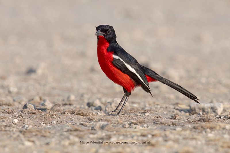 Crimson-breasted Shrike - Laniarius atrococcineus