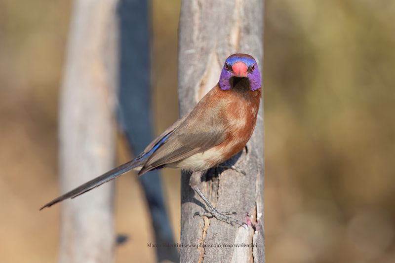 Violet-eared Waxbill - Granatina granatina