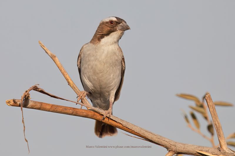 White-browed Sparrow-weaver - Plocepasser mahali