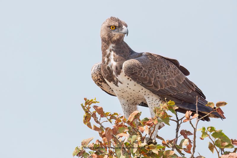 Martial eagle - Polemaetus bellicosus