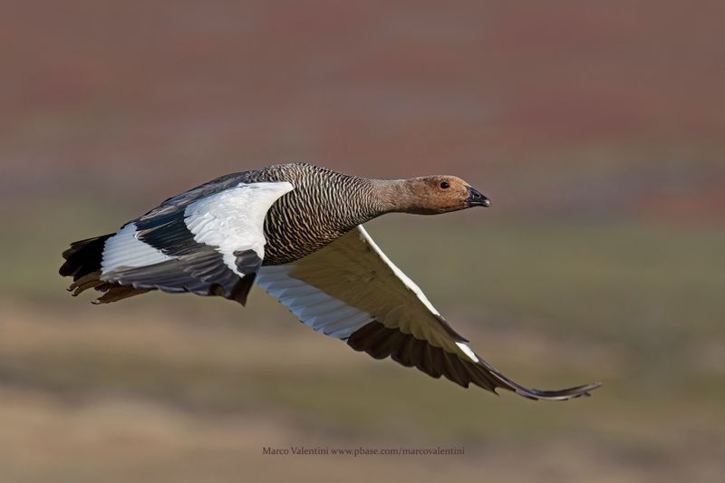 Upland Goose - Chloephaga picta