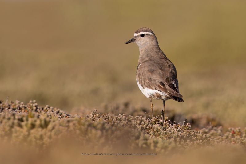 Falklands Birds