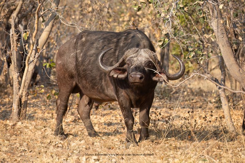 Cape Buffalo - Syncerus caffer