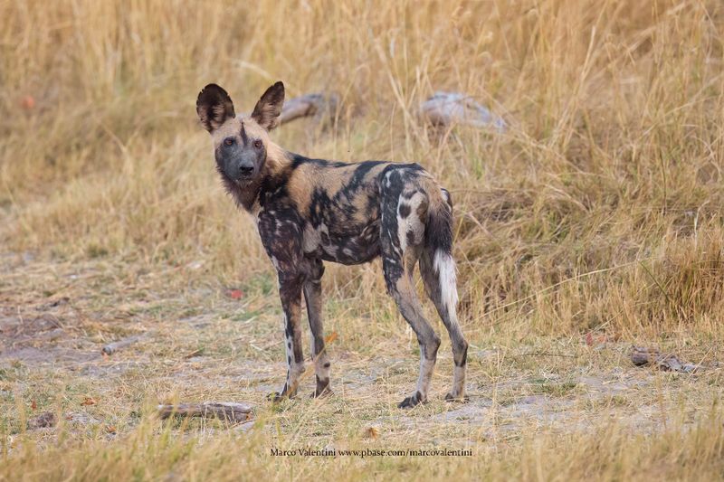 African Wild Dog - Lycaon pictus