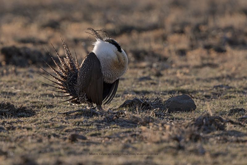 Greater Sage-grouse - Centrocercus urophasianus