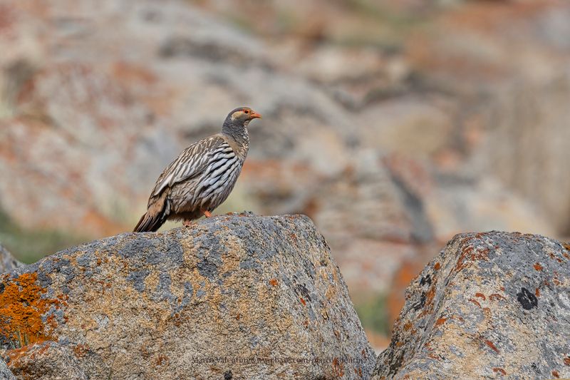 Tibetan Snowcock - Tetraogallus tibetanus