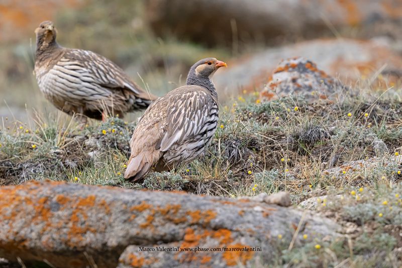 Tibetan Snowcock - Tetraogallus tibetanus