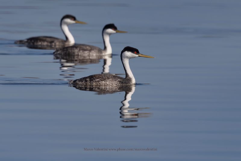 Western Grebe - Aechmophorus occidentalis