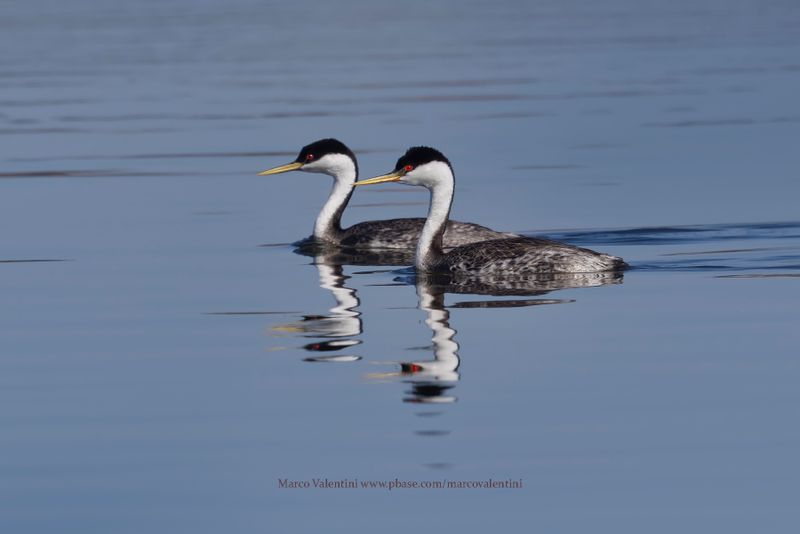 Western Grebe - Aechmophorus occidentalis