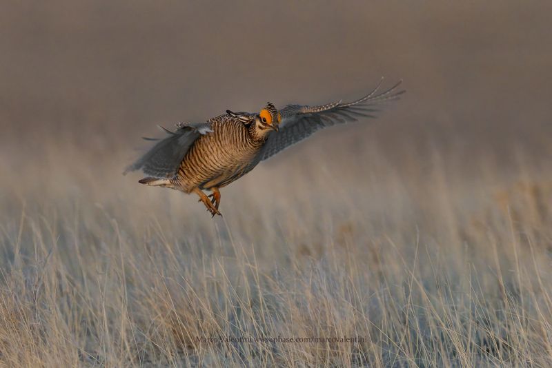 Lesser Prairie-Chicken - Tympanuchus pallidicinctus
