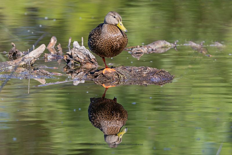 Mexican Duck - Anas diazi