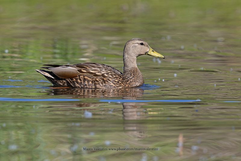 Mexican Duck - Anas diazi