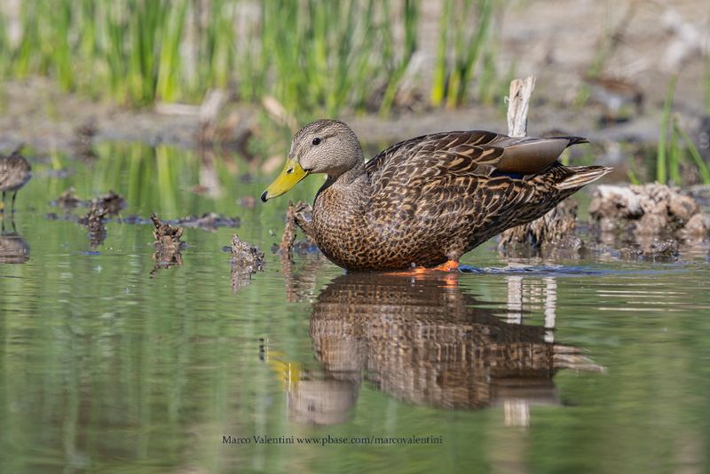 Mexican Duck - Anas diazi