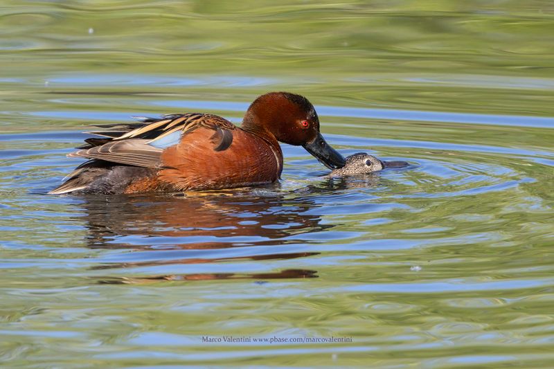 Cinnamon Teal - Anas cyanoptera