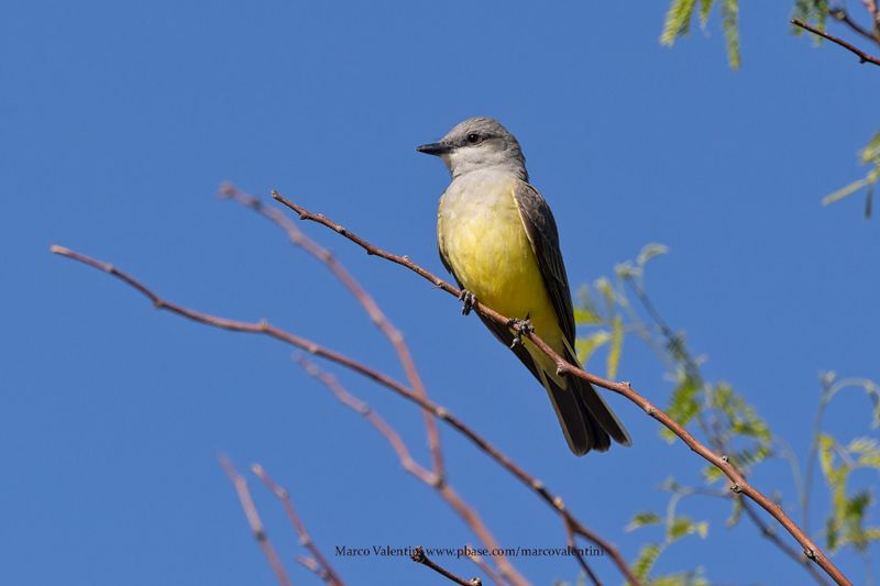 Western Kingbird - Tyrannus verticalis