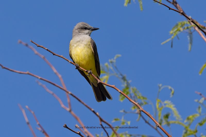 Western Kingbird - Tyrannus verticalis